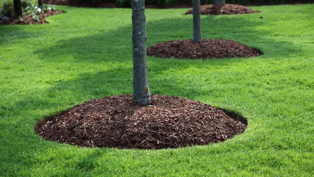 Mulch surrounding a planted tree